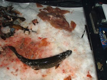 Ice Fishing Eagle River Wisconsin fishing guide walleye Eagle River in Vilas, Onieda and Forest County Wisconsin with Al Gall Wisconsin Fishing and Deer Hunting Guide Service